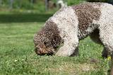 LAGOTTO CAVAGE 021